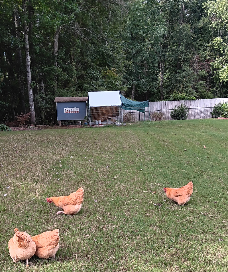 Chickens
